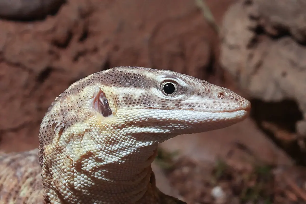Close-up of an ackie monitor showing its patterned head and neck.