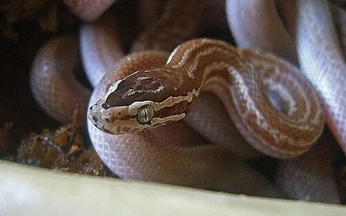 Juvenile Cape house snake resting with its brown head raised above its smooth coils.
