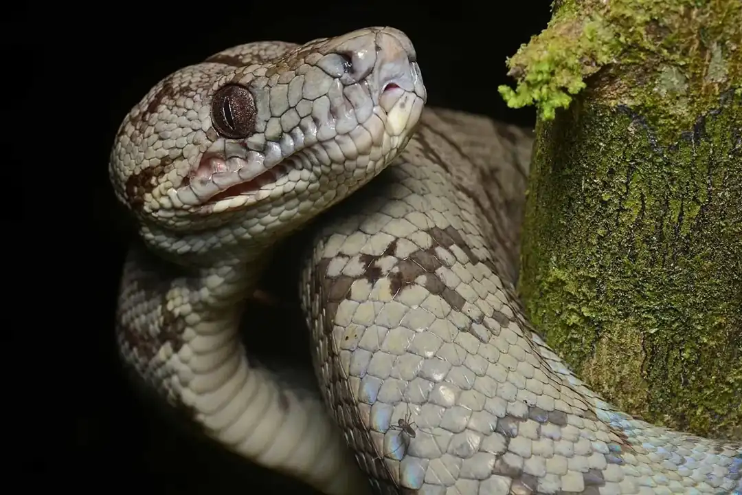 Amazon tree boa wrapped around a mossy branch, with its mottled head turned toward the viewer.