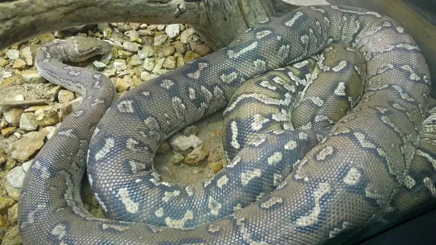Angolan python resting in broad coils, with pale cream markings on its grey-brown scales.