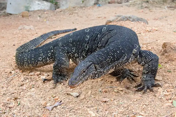 Asian water monitor with a dark, pale-spotted body crouching on sandy ground.