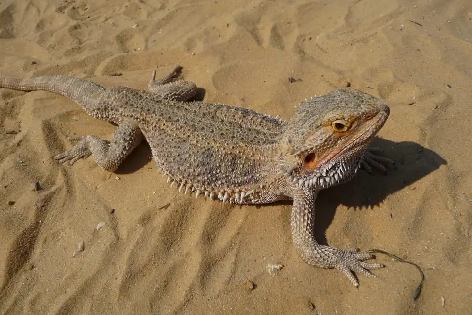 A bearded dragon basking on sand with its spiny beard visible