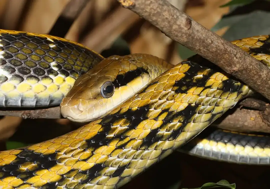 Beauty rat snake resting among branches, showing its yellow head and black-and-yellow body pattern.