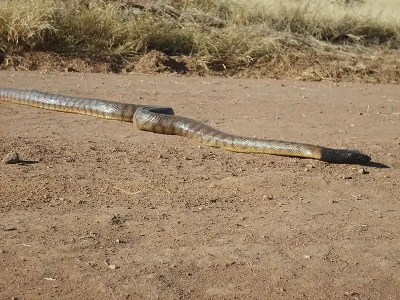 Black-headed python stretched across an open dirt track, showing its glossy black head and banded body.