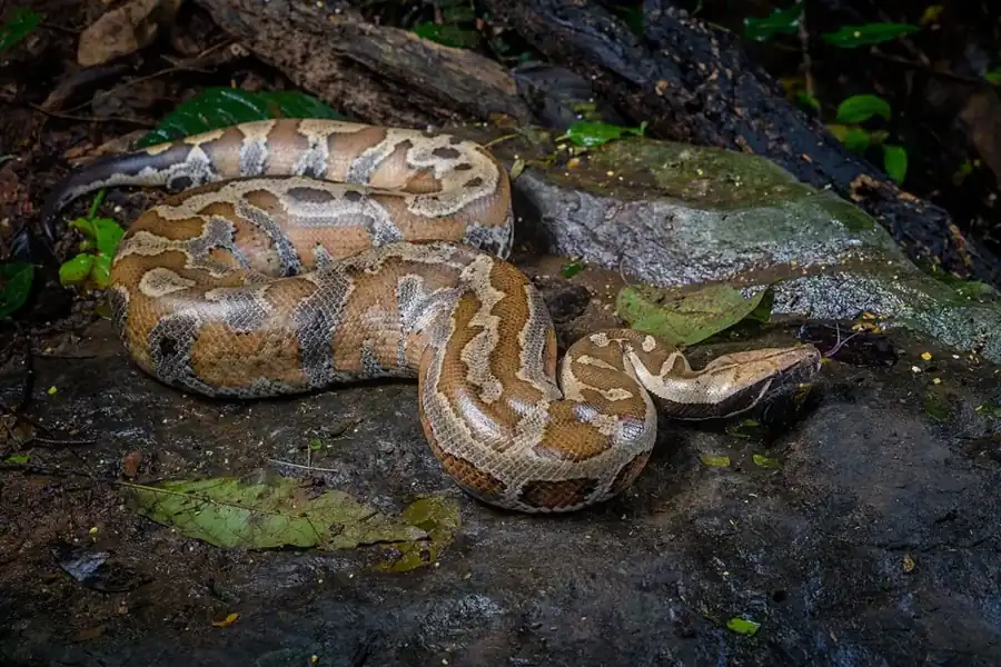 Blood python coiled on damp rocks, with its broad head resting beside its patterned body.