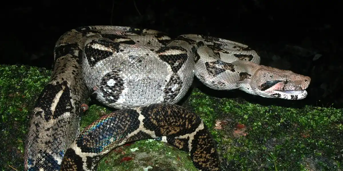 Boa imperator coiled on a moss-covered surface, with its patterned body and head visible.