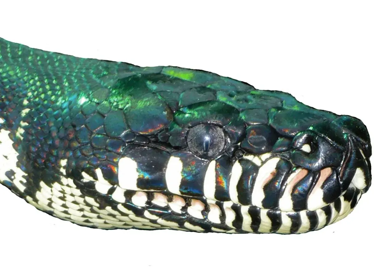 Boelen’s python in close-up profile, showing iridescent black scales and white lip markings.