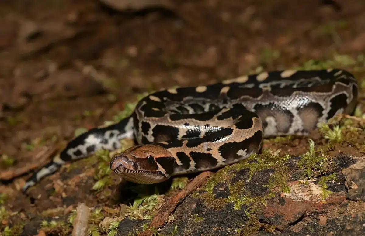 Borneo short-tailed python resting on a mossy forest floor, with its broad head facing left.