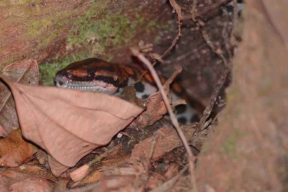Brazilian rainbow boa peering over a dry leaf beside a mossy tree root.