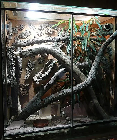 Tall glass-fronted monitor terrarium with several large diagonal branches and bark-covered walls.