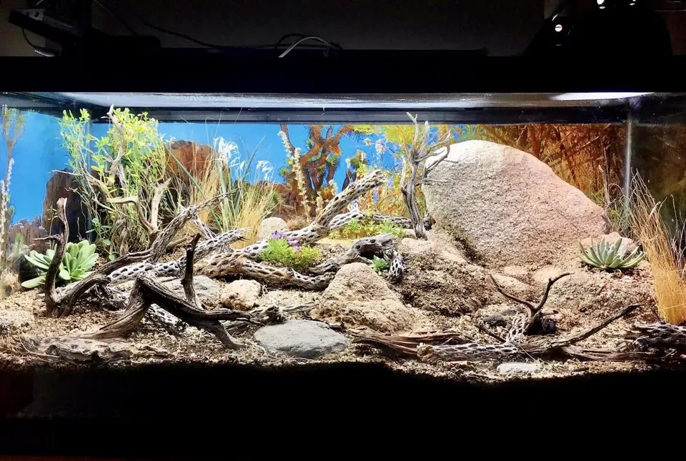 Wide arid vivarium containing planted vegetation, large rocks and branching wood.