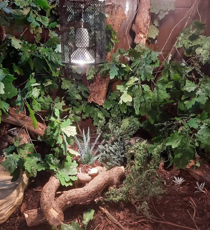 Tall planted California kingsnake terrarium with cork, branching wood, foliage and a guarded lamp, photographed before stocking.