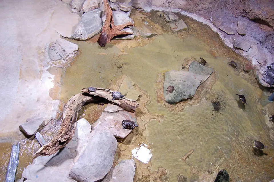 Overhead view of a turtle pool with rocks and wood at the Aquarium tropical du Palais de la Porte Dorée.