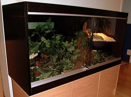Dark plywood vivarium on a cabinet, with a glass front, foliage and a raised shelf at the right.