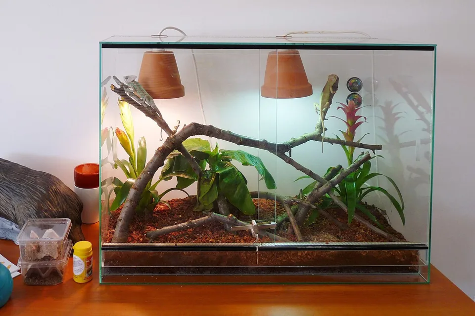 Glass-fronted chameleon terrarium with branches, plants and two suspended lamp shades at an education centre.