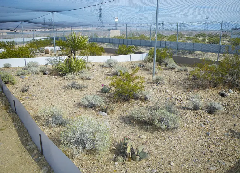 Outdoor desert-tortoise enclosure with planted sandy ground, low dividing walls and overhead mesh at Ivanpah.