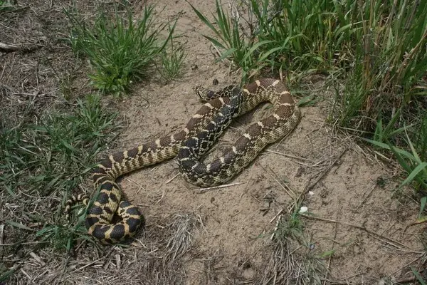 Bullsnake stretched across sandy ground beside tufts of grass.
