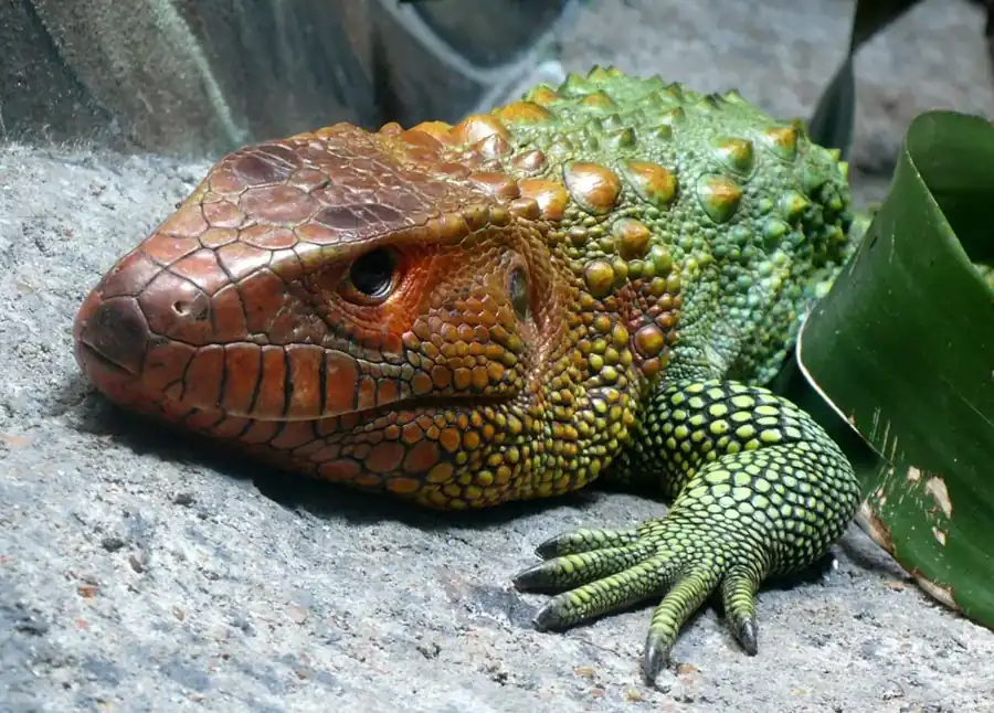 Caiman lizard in close-up, showing its reddish head, green neck and scaled forefoot.