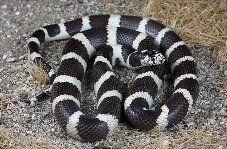 Black and white California kingsnake coiled on a bed of straw.