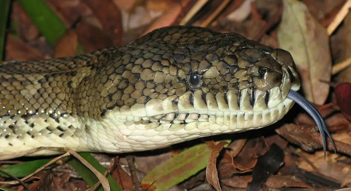 Coastal carpet python in profile, showing its mottled head and extended forked tongue.