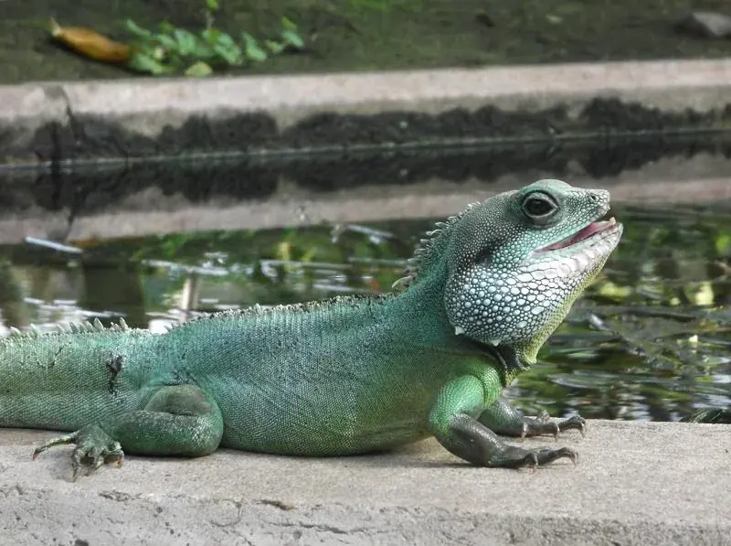 Chinese water dragon resting beside water, with its white throat and green body visible.