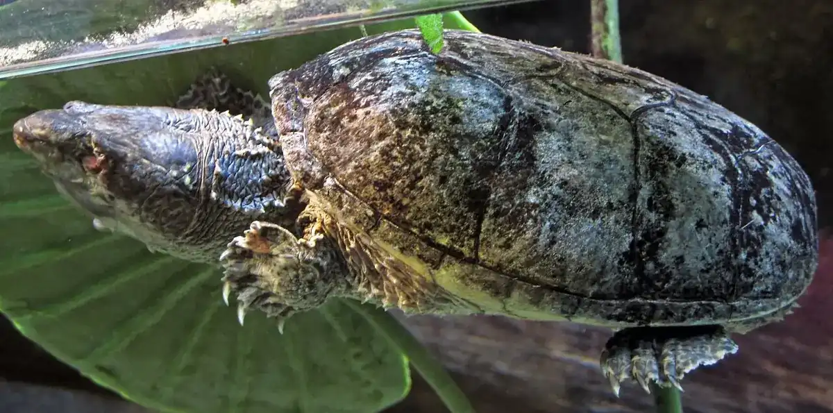 Common musk turtle seen through aquarium glass, with its mottled shell and striped head visible.