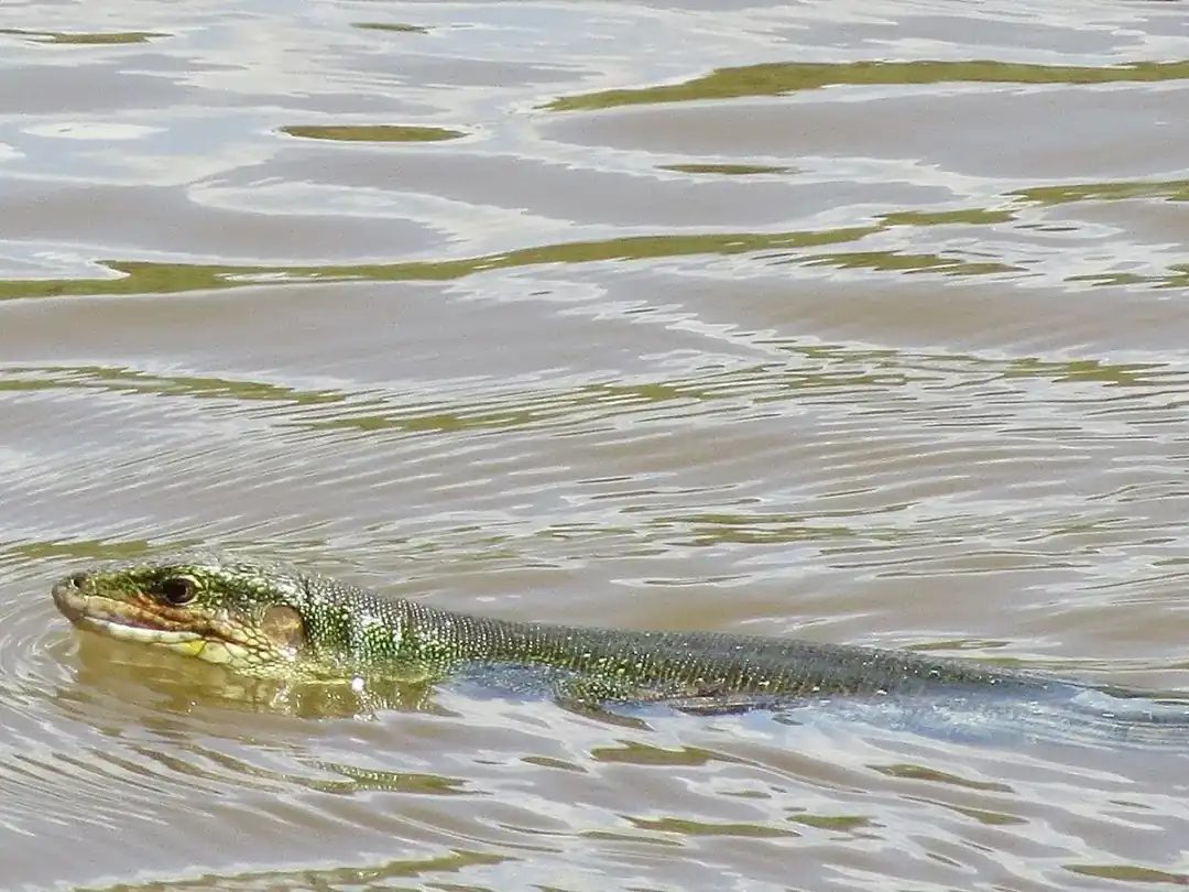 Crocodile tegu swimming with its green head and upper body above rippled water.