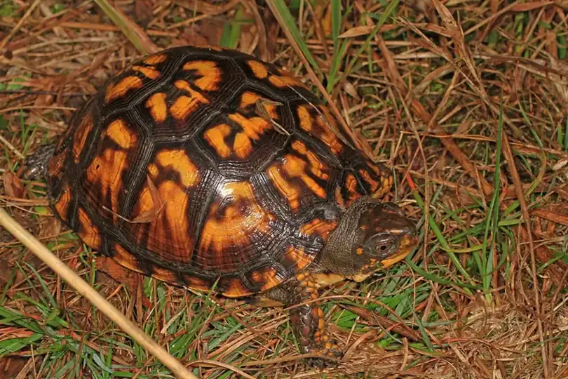 Eastern box turtle among pine needles, with bright orange markings across its domed shell.