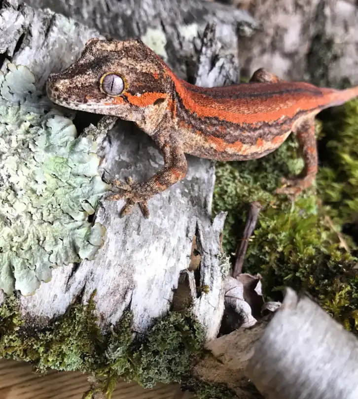 Orange-striped gargoyle gecko resting on bark beside moss and pale lichen.