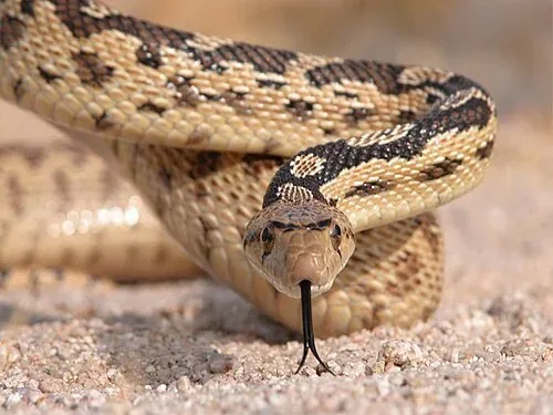 Gopher snake facing the camera on pale sand with its forked tongue extended.