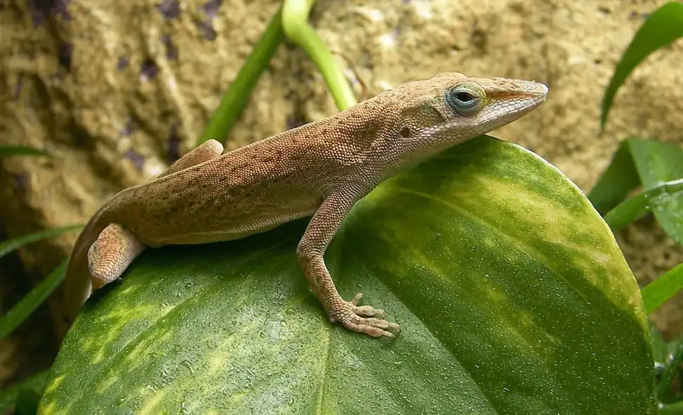 Male green anole in brown coloration resting on a broad green leaf.