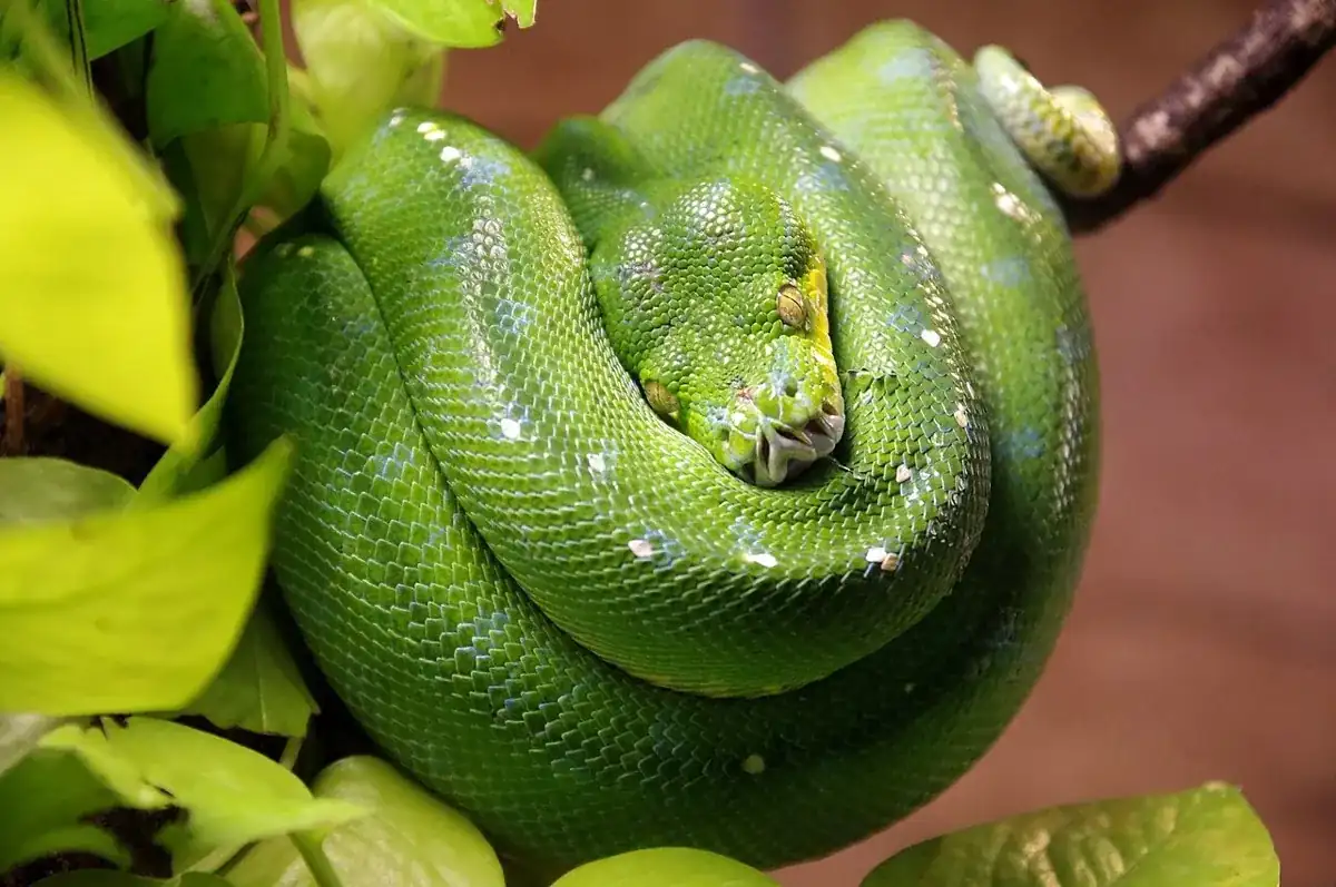 Green tree python draped in coils over a branch, with its head tucked at the center.