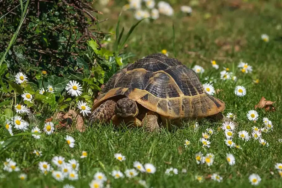 Hermann’s tortoise walking through green grass and white daisies.