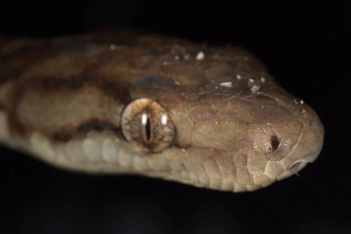 Hispaniolan boa in close-up profile against a dark background, showing its eye and smooth brown scales.