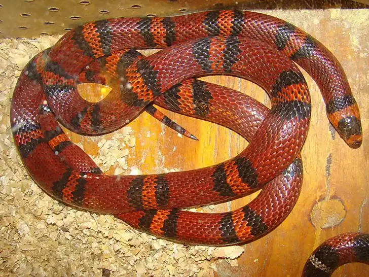 Red, black and orange Honduran milk snake resting in loose coils.