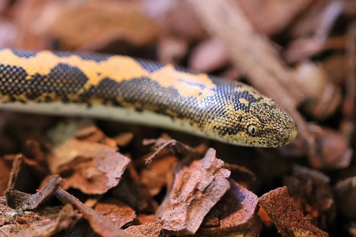 Close-up of a black and orange Kenyan sand boa resting on bark chips.