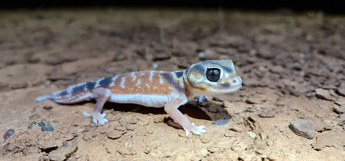 Central smooth knob-tailed gecko standing on sandy soil, with a large dark eye and a rounded tail tip.