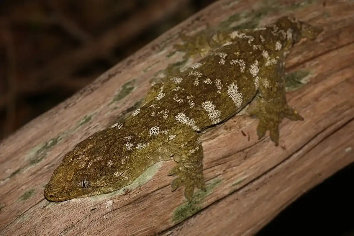 New Caledonian giant gecko resting on wood, with mottled brown and pale scales.