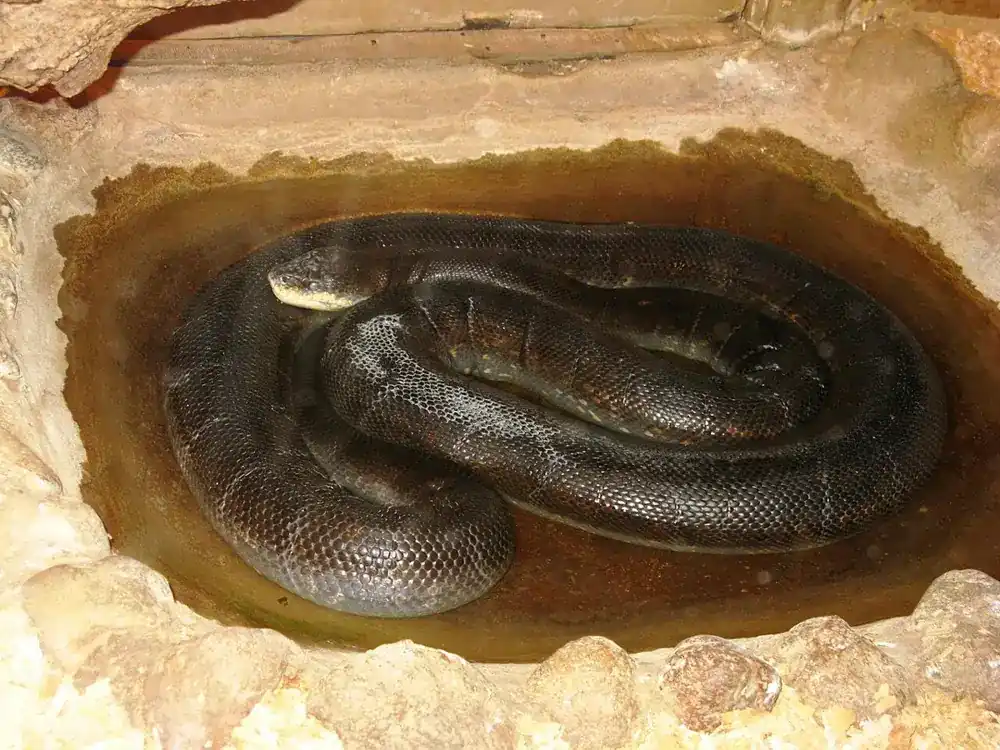 Macklot’s python resting in dark brown coils inside a water basin.