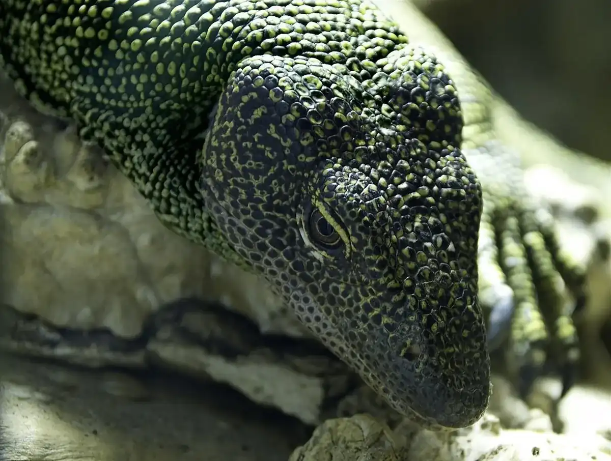 Mangrove monitor in close-up, showing pale speckles across its dark head and neck.