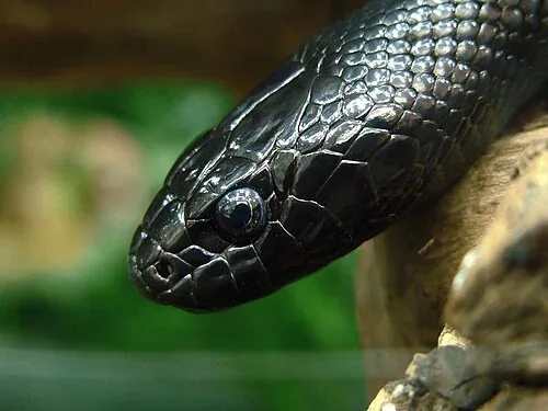 Mexican black kingsnake resting its glossy black head beside a branch.