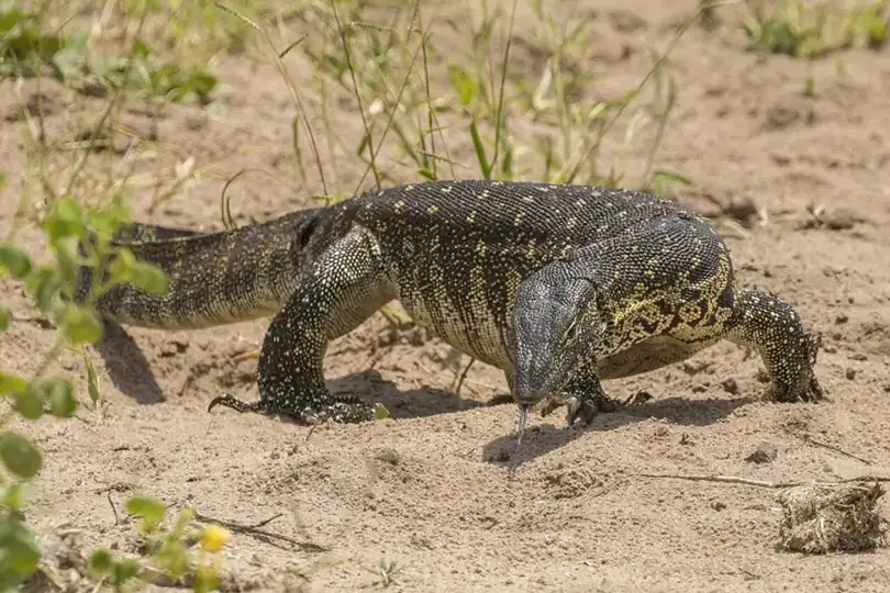Nile monitor walking across sandy ground, with its banded body and tail visible.