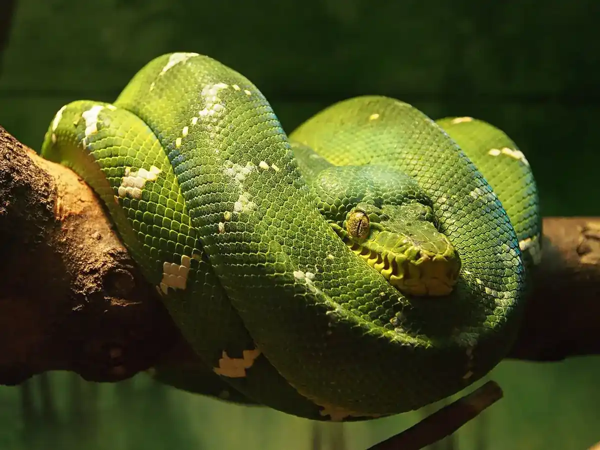 Emerald tree boa curled over a branch, showing its broad head and green scales with small white markings.
