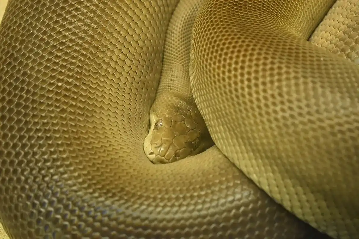 Olive python resting its head between smooth golden-olive coils.