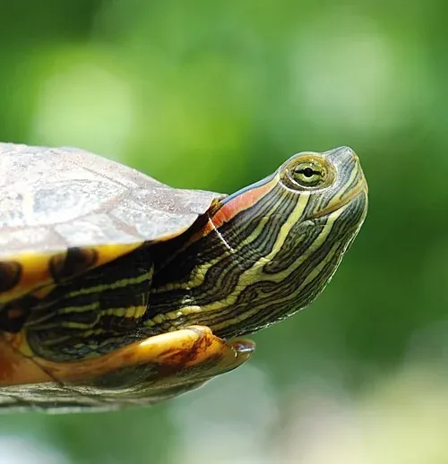 Painted turtle in profile, with bright yellow neck stripes and an orange shell edge.