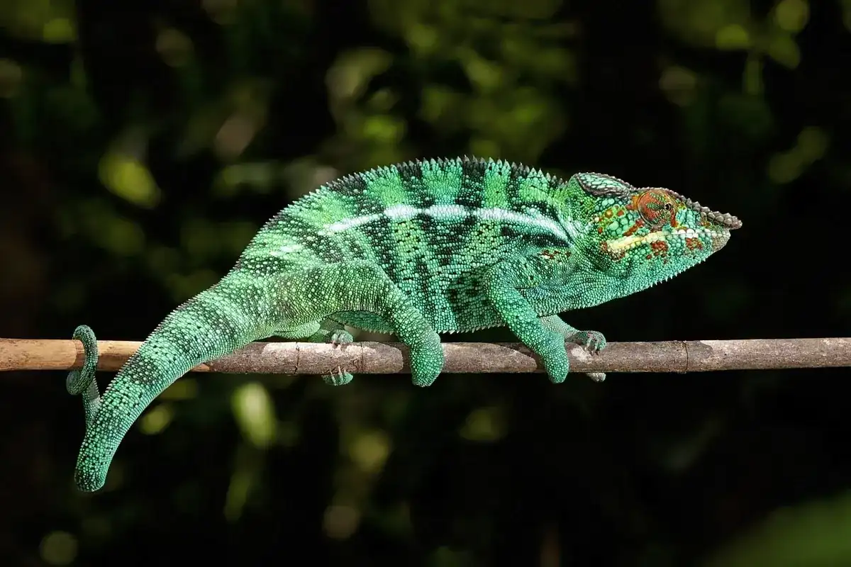 Turquoise and green panther chameleon gripping a narrow branch.