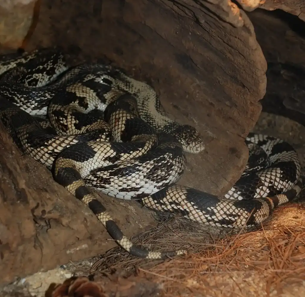 Northern pine snake resting in dark-and-cream patterned coils beneath a log.