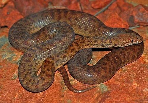 Pygmy python resting in loose reddish-brown coils on a red surface.
