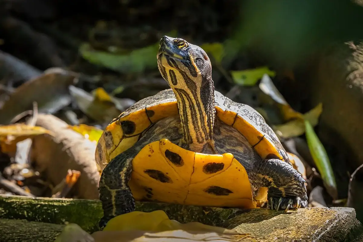 Red-eared slider facing the camera with its striped neck raised above its yellow underside.