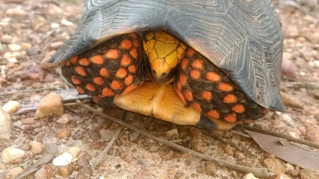 Red-footed tortoise sheltering its yellow face behind forelegs covered in orange-red scales.
